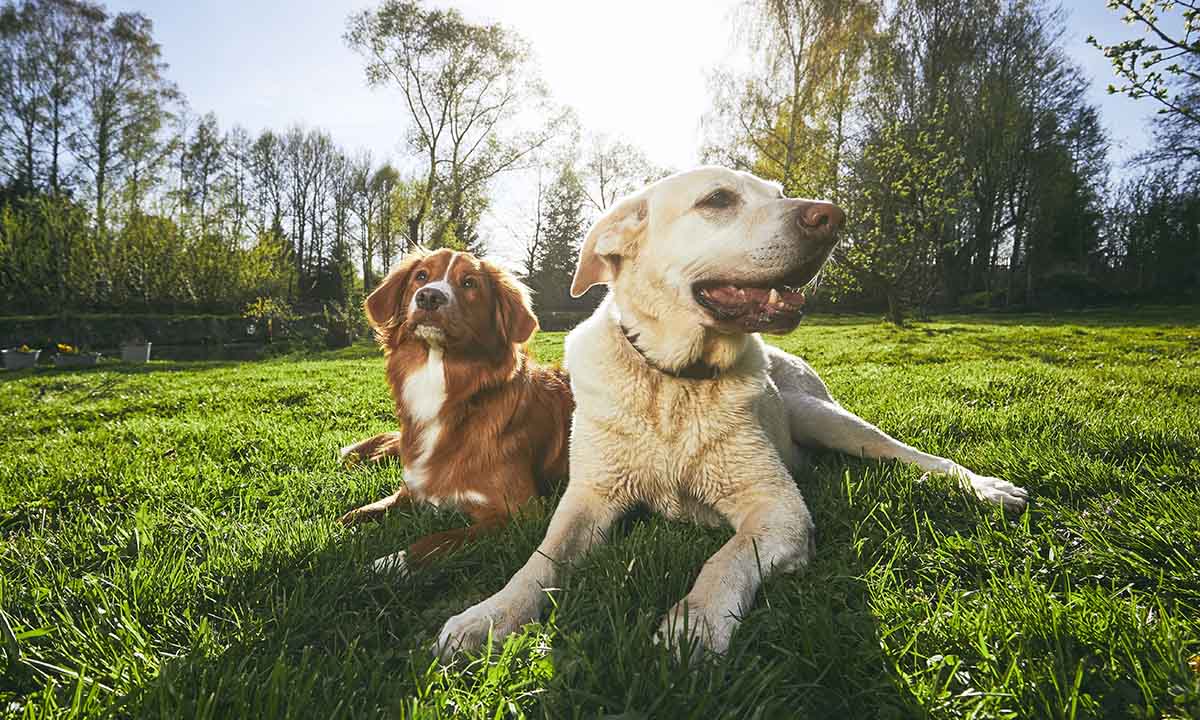 Las mejores aplicaciones para los amantes de los perros | Las Mejores Aplicaciones Para Los Amantes
