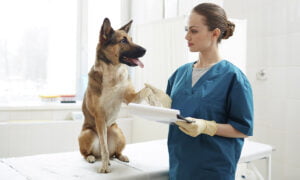 Las mejores aplicaciones para veterinarios | Las mejores aplicaciones para veterinarios