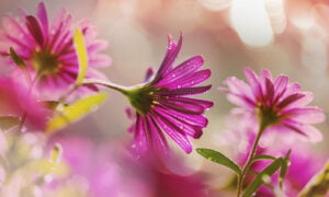 Las mejores aplicaciones para los amantes de las flores | Mejores aplicaciones para los amantes de las flores