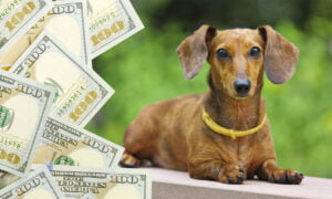 Las mejores aplicaciones para ganar dinero cuidando perros | ganar dinero cuidando perros