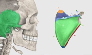 Aplicativo para visualizar el esqueleto humano en 3D: conozca y descargue gratis | Esqueleto humano en 3D