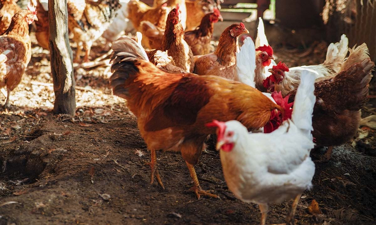 Las mejores aplicaciones para los criadores de pollos | Las mejores aplicaciones para los criadores de pollos