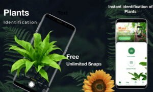 Aplicación LeafSnap: identifique las plantas al instante | Aplicacion LeafSnap identifique las plantas al instante