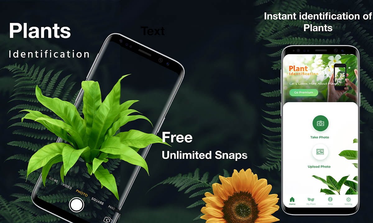 Aplicación LeafSnap: identifique las plantas al instante | Aplicacion LeafSnap identifique las plantas al instante