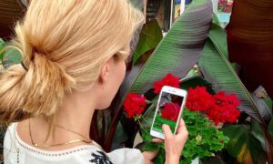 Aplicación para identificar plantas por celular | Aplicacion PlantSnap La aplicacion numero 1 para la identificacion de plantas