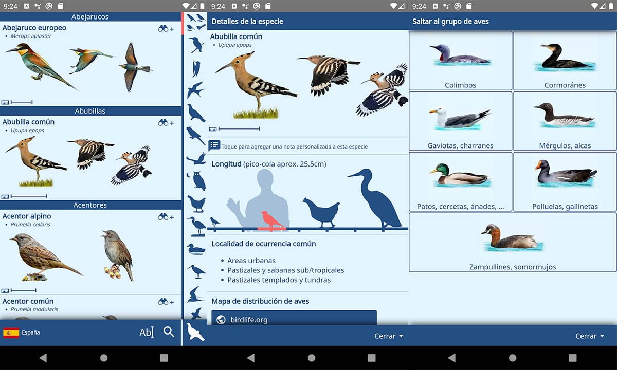 Las mejores aplicaciones para identificar aves | Las mejores aplicaciones para identificar aves
