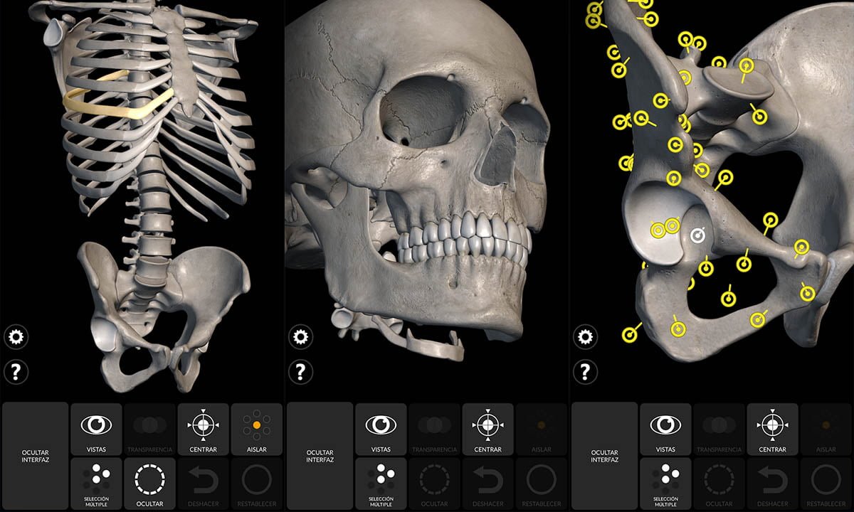Aplicación para visualizar el esqueleto en 3D: estudia el cuerpo humano | Aplicacion para visualizar el esqueleto en 3D estudia el cuerpo humano