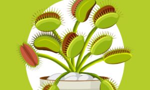 Descubre cómo cuidar de planta carnívora con 2 apps | Descubre cómo cuidar de planta carnívora con 2 apps3