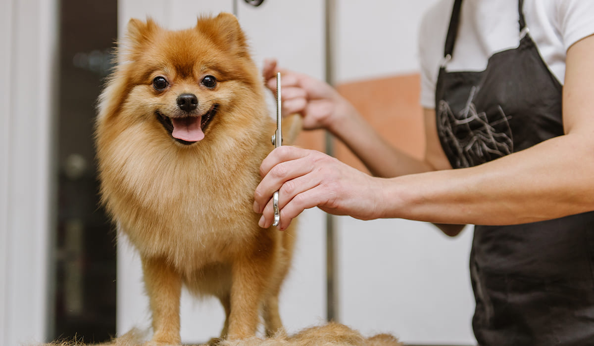Curso básico de peluquería canina: en línea y gratis | Curso básico de peluquería canina en línea y gratis1