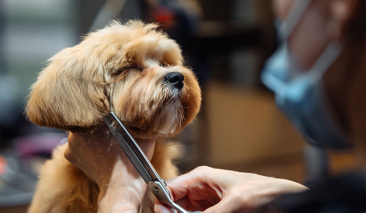 Curso básico de peluquería canina: en línea y gratis | Curso básico de peluquería canina en línea y gratis2
