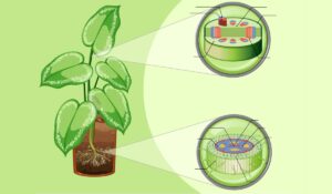 Aplicación para estudiar y conocer la fisiología de las plantas | Aplicación para estudiar y conocer la fisiología de las plantas3