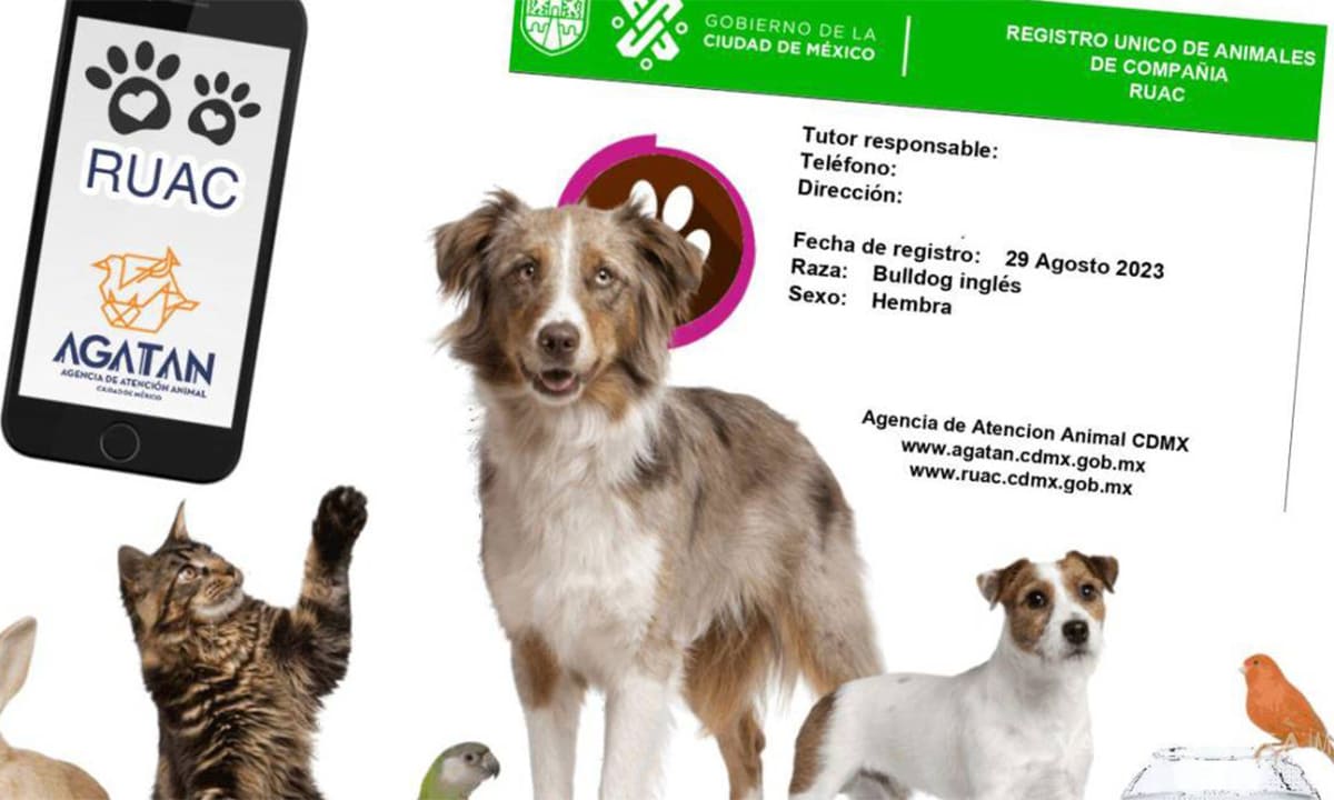 CURP para mascotas CDMX: cómo solicitar en línea 2024 | CURP para mascotas CDMX cómo solicitar en línea 20241