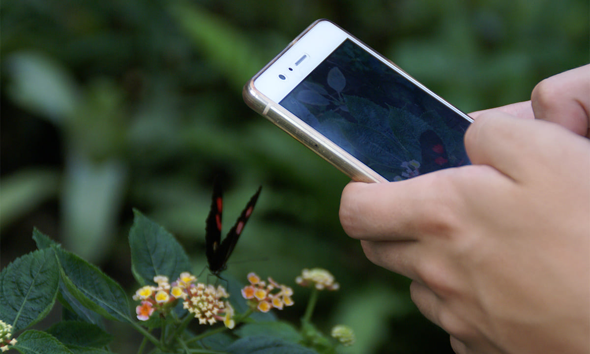 Aplicación para identificar insectos peligrosos a través de la cámara del celular | Aplicación para identificar insectos peligrosos a través de la cámara del celular2