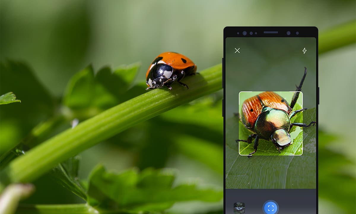 Aplicación para identificar insectos peligrosos a través de la cámara del celular | Aplicación para identificar insectos peligrosos a través de la cámara del celular3