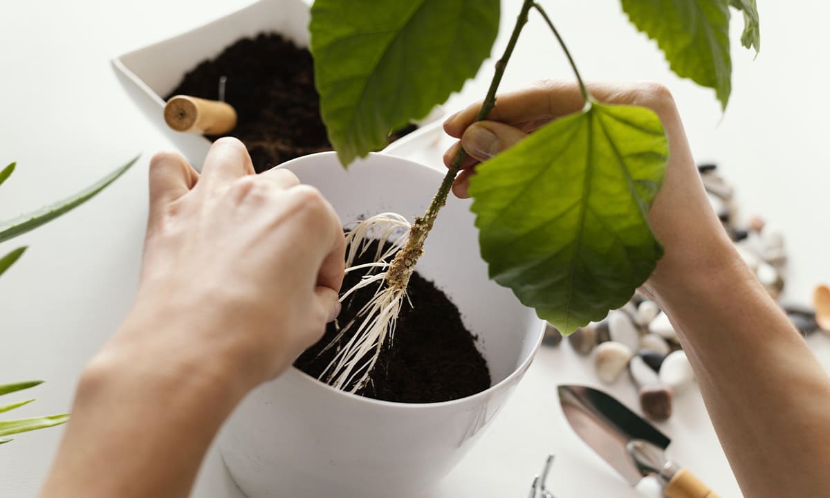 Aprende cómo cuidar de plantas con Bing, una IA gratis | Aprende cómo cuidar de plantas con Bing una IA gratis1