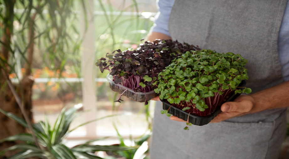 Crear un rincón verde en casa