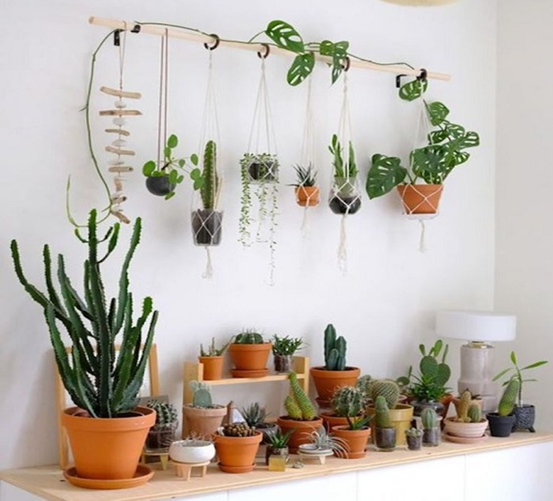 Plantas de interior más buscadas