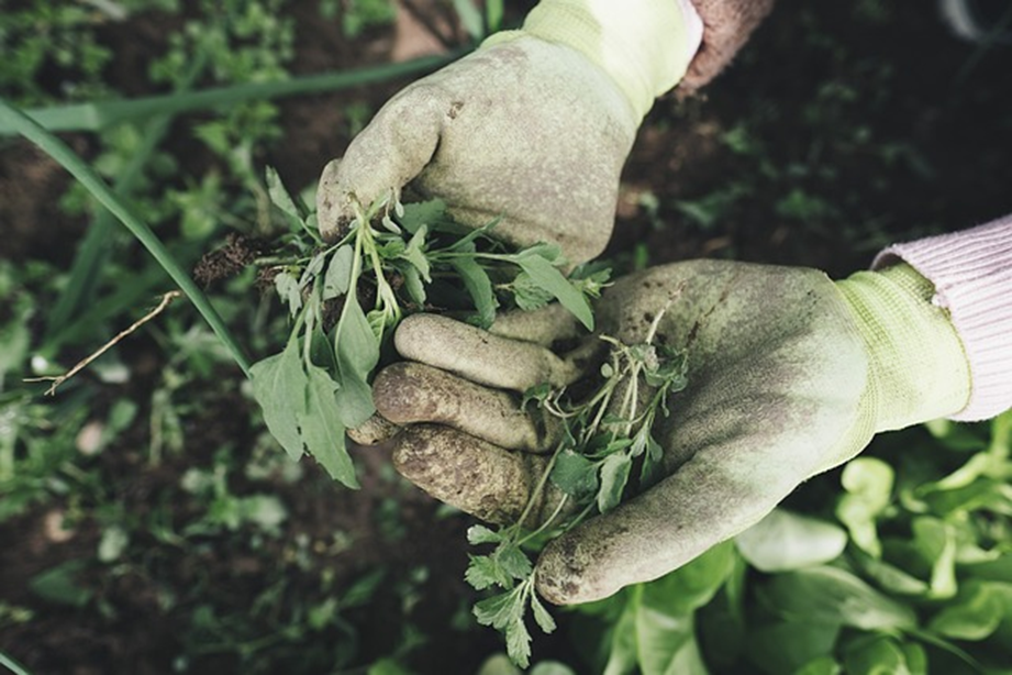 Plantas saludables todo el año