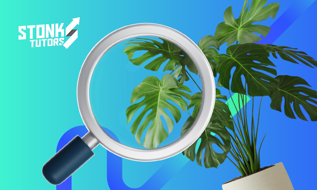 Reconocer plantas con una foto