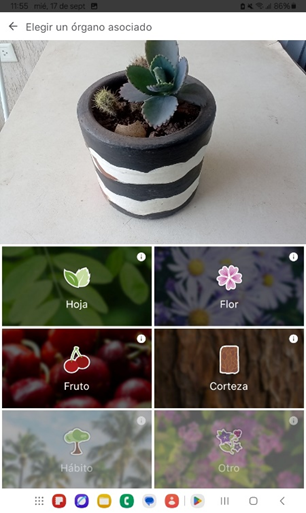 Mejor aplicación para reconocer plantas con una foto gratis 6 Reconocer plantas con una foto
