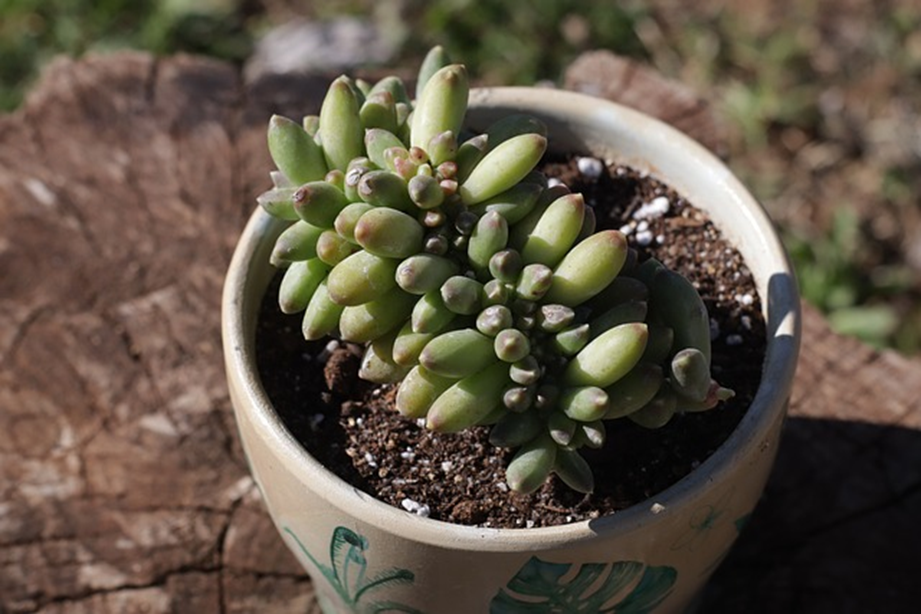 Mejor aplicación para reconocer plantas con una foto gratis 8 Reconocer plantas con una foto