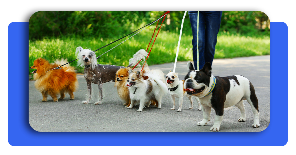 Curso para pasear perros: gana más de $8,000 MXN extra al mes 2 Pasear perros