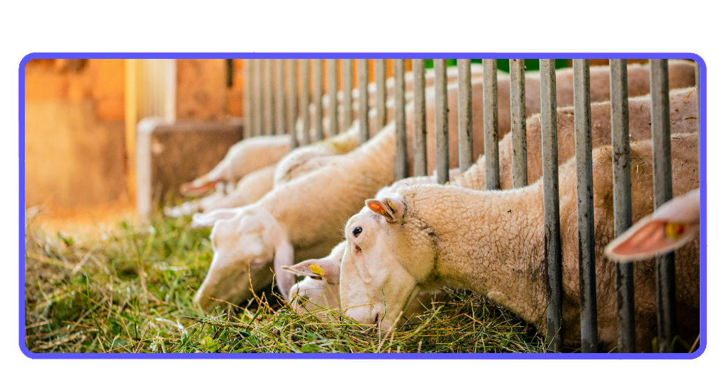 Curso gratis en Collipulli: cuidados del ganado ovino, bovino y equino | IMG 3270 01